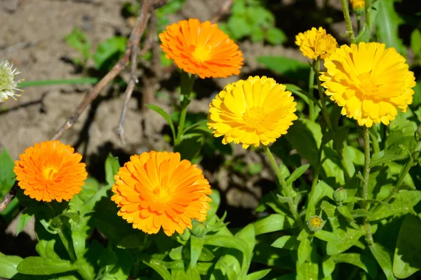 Marigold orange and yellow grows in a flower bed in the garden. Beautiful small flowers on a Sunny summer day. Small-petalled daisies in August.