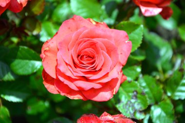 Yeşil yaprakların arka planında kırmızı gül var. Güneşli bir günde bahçede çiçek açan çalılar..