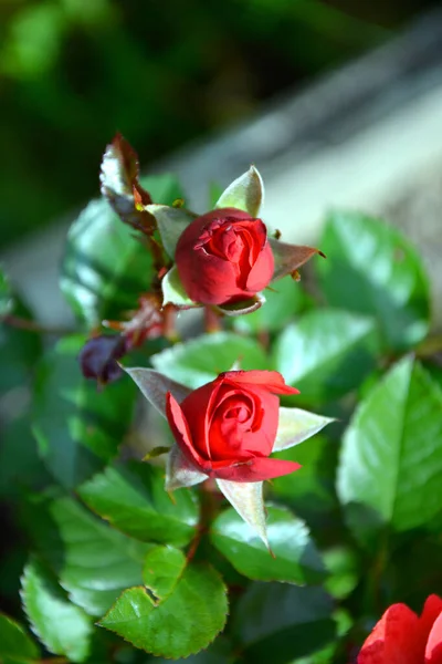 Красные Бутоны Роз Крупным Планом Цветущие Кустарники Саду Солнечный День — стоковое фото