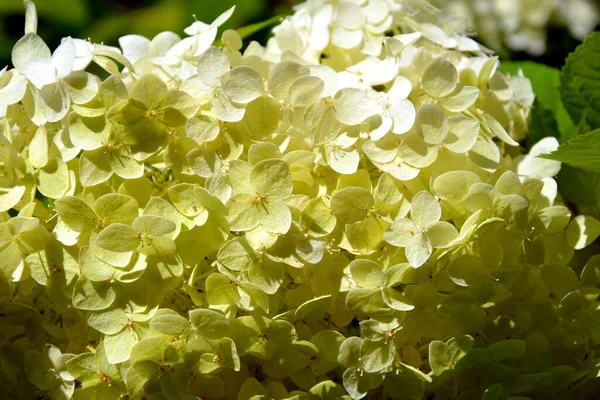 White hydrangea, autumn flowering. Flowering shrubs in the garden on a Sunny day.