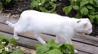 Kedi, çiçekli çileklerin arasında yakın plan yürür. Çiçek açma döneminde böğürtlen çalısı. Yeşil yapraklı küçük beyaz çiçekler..