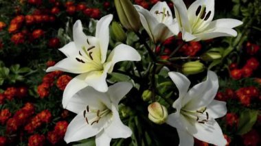 Gündüz vakti. Turuncu kadife çiçekleriyle çevrili çiçekli beyaz zambaklar. Bir çiçek yatağı..