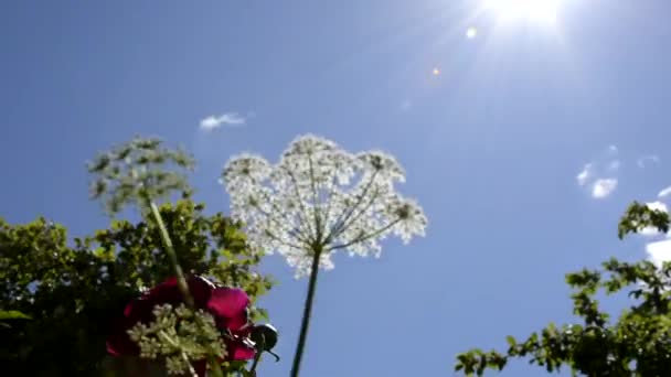 Silhuett av Dahlia blommor mot den blå himlen i solen. En blommande växt svajar i vinden. Buskar i trädgårdsdesign. En röd Dahlia svajar i vinden mot den blå himlen. Solen skiner igenom — Stockvideo
