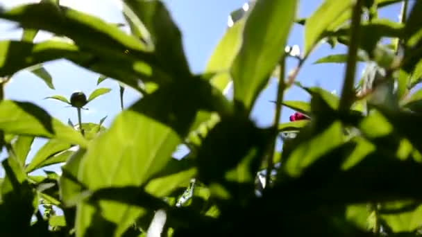 Luminosi raggi di sole brillano contro il cielo blu attraverso le foglie e fiori. Giornata estiva. — Video Stock