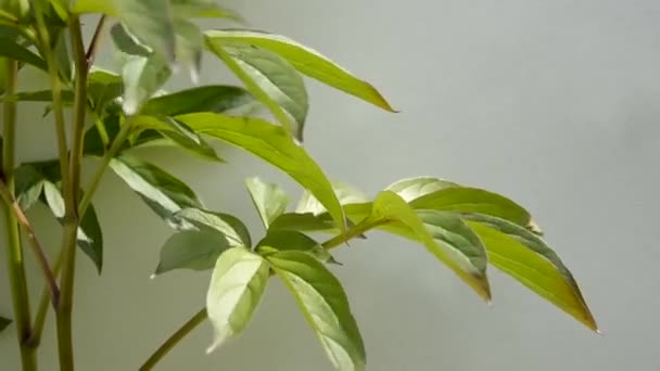 Uma folha verde de uma planta ornamental em close-up contra uma parede branca oscila no vento . — Vídeo de Stock