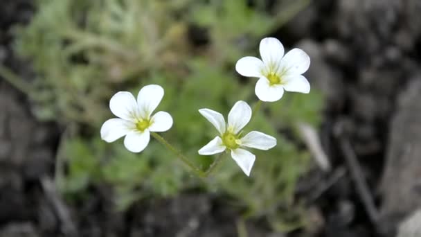 Florescimento plantas de cobertura do solo na cama do jardim. A decoração do jardim no início da primavera . — Vídeo de Stock