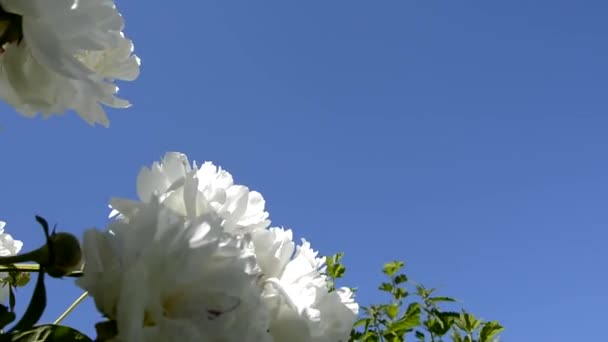 Büyük şakayık çiçekleri mavi gökyüzüne karşı rüzgarda sallanır. — Stok video