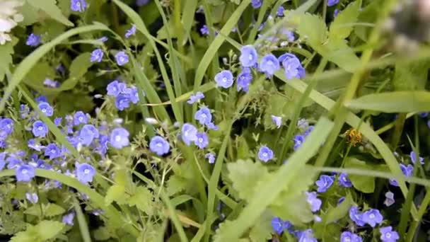 Glömma-mig-inte blommar. Blommande blå blommor bland gräset i skogen. — Stockvideo