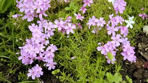 Marktäckande växt med rosa små blommor. Dekorativa växter för trädgårdsdekoration på våren, sommaren och hösten. — Stockvideo