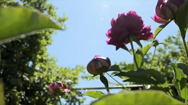 Le peonie rosse ondeggiano nel vento contro il cielo blu. Il sole splende tra i fiori. Giornata estiva. — Video Stock