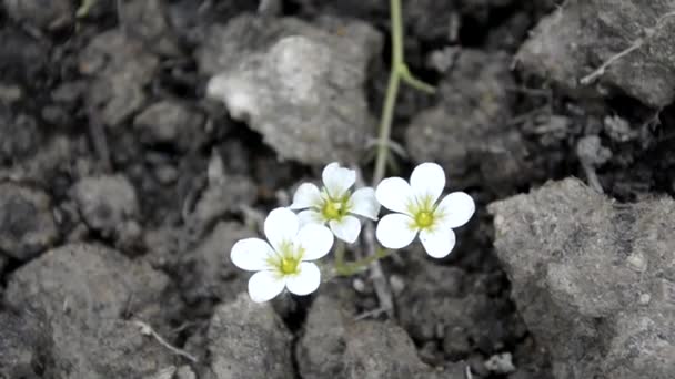 Małe białe kwiaty rosną wśród kępy ziemi. Kwitnąca roślina kołysze się na wietrze. Krzewy w ogrodzie. — Wideo stockowe