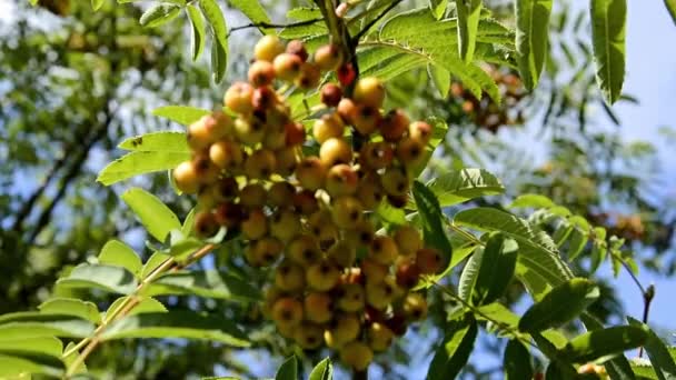 Rowan cluster on the tree. Rowan maturation in late summer and early autumn. Fruit tree. — Stock Video