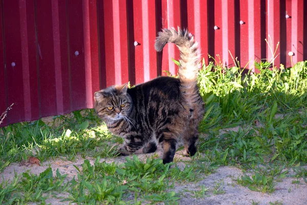 Krásná Plnokrevná Kočka Procházce Poblíž Domu Prochází Zvířátko — Stock fotografie
