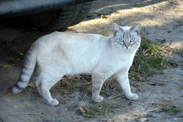 完全な成長の中で徹底した飼育猫 所有者の車の近くに美しいペットが歩いている — ストック写真