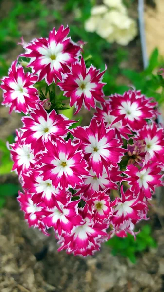 Phlox Florescente Arbusto Phlox Rosa Lindas Flores Jardim — Fotografia de Stock