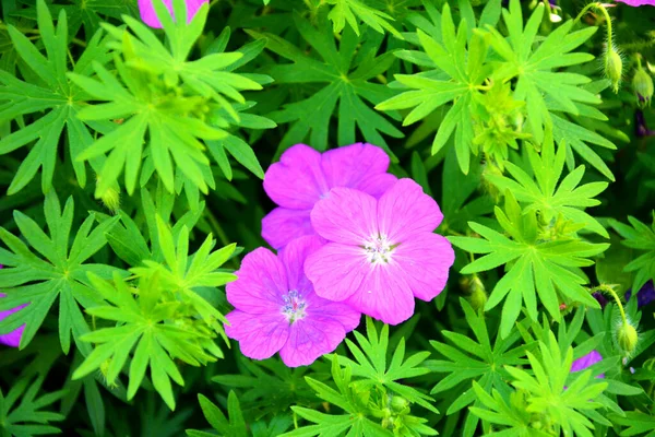 Bahçedeki çiçek tarhında küçük pembe çiçekler. Çiçekli çalılar.