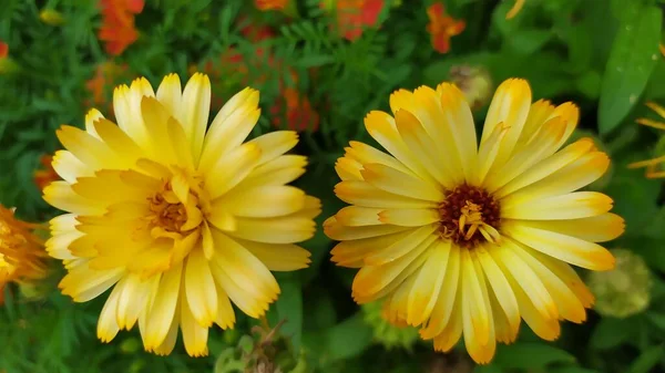 Calêndula Duas Flores Calêndula Amarelas Com Centro Escuro Close Belos — Fotografia de Stock