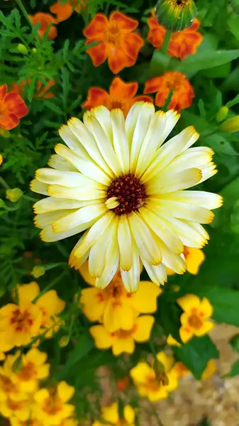 Calêndula Flor Calêndula Amarela Close Belos Crisântemos Amarelos Crescem Canteiro — Fotografia de Stock