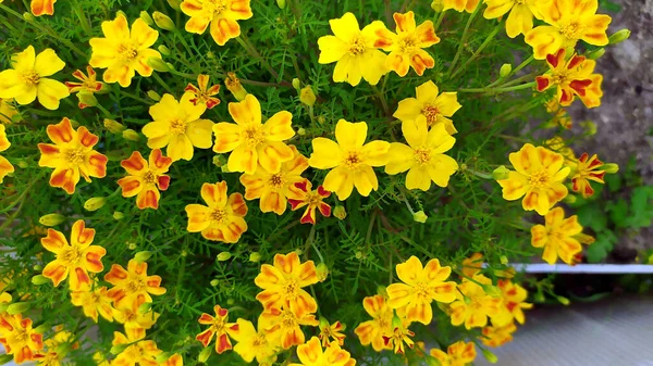 Marigold Malá Marigold Květiny Zblízka Kvetoucí Keře Květinovém Záhonu Zahradě — Stock fotografie