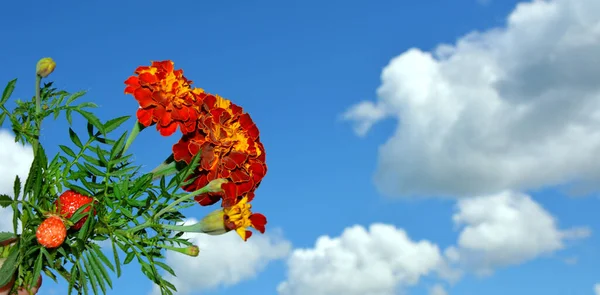 Calendula Fiori Contro Cielo Blu Nuvole Bianche — Foto Stock