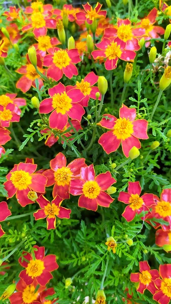 Small red and yellow flowers on a background of green foliage. Flowering shrubs in the garden.