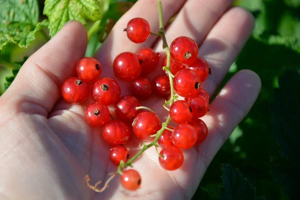 Las Bayas Grosella Roja Yacen Palma Mano Pequeñas Bayas Maduras — Foto de Stock