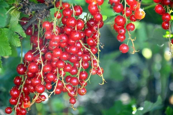 Kırmızıüzümlü Üzümler Bir Çalılığın Dalında Asılı Olgun Çilek Çalıları — Stok fotoğraf