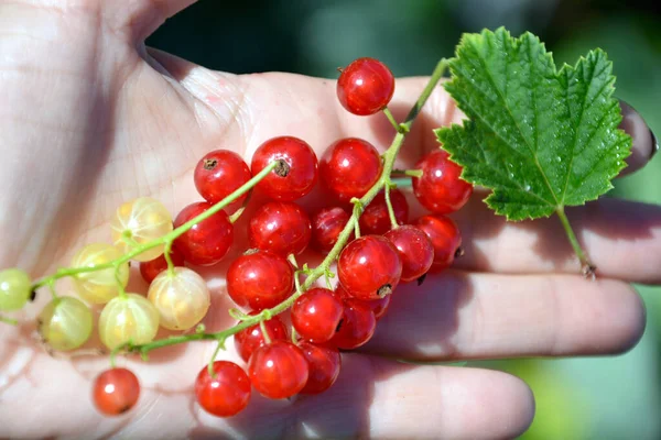 Kırmızı Beyaz Frenk Üzümü Filizleri Avucunun Içinde Küçük Olgun Meyveler — Stok fotoğraf
