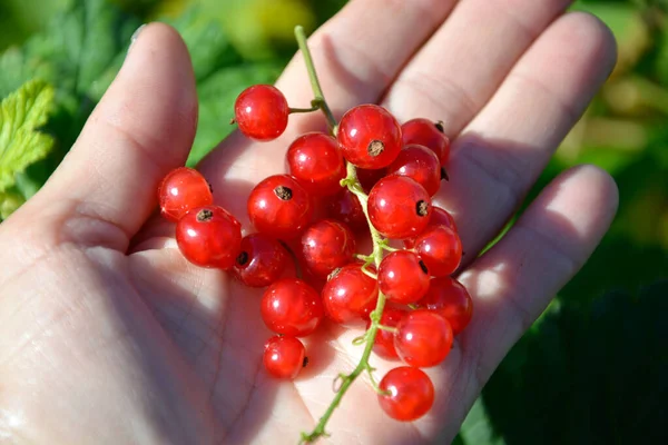 Las Ramitas Bayas Grosella Roja Yacen Palma Mano Pequeñas Bayas — Foto de Stock