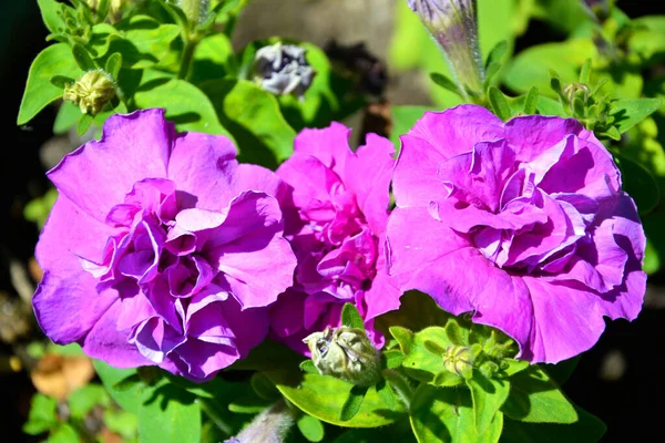 Flores Cerca Rosas Lila Sobre Fondo Follaje Verde Los Arbustos —  Fotos de Stock