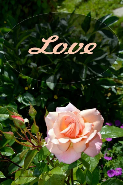 Carte Postale Avec Amour Grande Rose Sur Fond Verdure Dans — Photo