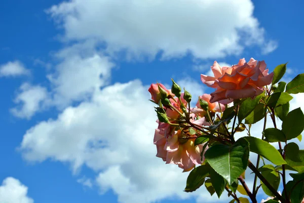 Flores Brotes Rosas Sobre Fondo Cielo Azul Nubes Blancas Floreciente —  Fotos de Stock