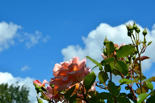 Flores Rosas Sobre Fondo Cielo Azul Nubes Blancas Floreciente Rosa —  Fotos de Stock