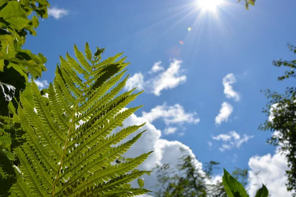 Bir Eğreltiotu Yaprağı Ağaç Dalları Mavi Gökyüzü Beyaz Bulutların Arka — Stok fotoğraf