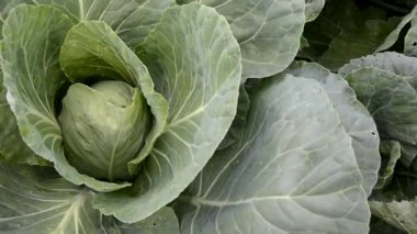 Lahana kafalı, büyük yapraklı. Bahçede sebzelerin olgunlaşması.