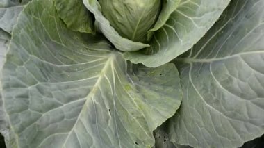 Lahana kafalı, büyük yapraklı. Rüzgar lahana yapraklarını karıştırıyor. Bahçede sebzelerin olgunlaşması.