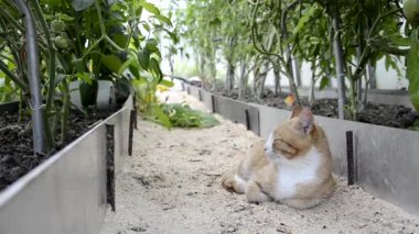 Seradaki kedi gibi. Kırmızı bir kedi yavrusu polikarbonat serasında domates yataklarının arasında dinlenir. Sıcak güneşli bir gün.