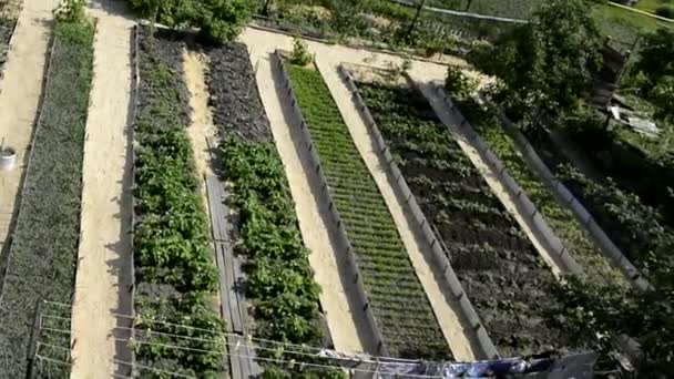 Plánuju zeleninovou zahradu. Skleníky a záhony s vegetací ve vaší zahradě, výhled shora. Zelenina a ovoce jsou vysázeny v zahradních záhonech v domácnosti. — Stock video