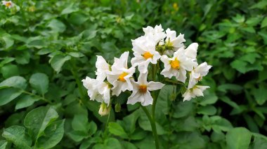  Çiçekli büyük yapraklı Hosta. Ana çalılar sonbaharda çiçek açar.