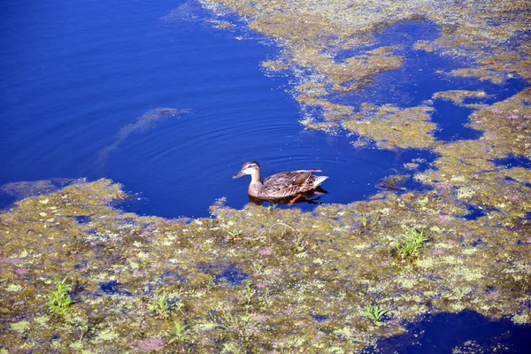 Eine Ente Schwimmt Einem Teich Das Wasser Stausee Ist Mit — Stockfoto