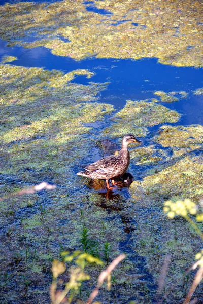 Eine Ente Steht Auf Einem Haken Einem Teich Der Mit — Stockfoto