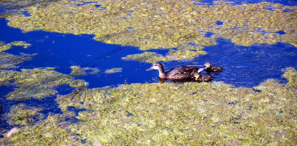 Eine Familie Grauer Enten Schwimmt Einem Mit Schlamm Bewachsenen Teich — Stockfoto