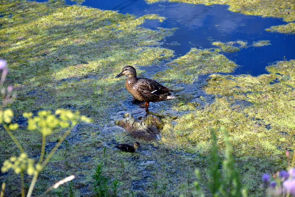 Eine Graue Ente Einem Schlammigen Teich — Stockfoto