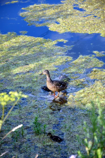 Eine Graue Ente Steht Auf Einem Haken Einem Schlammigen Teich — Stockfoto