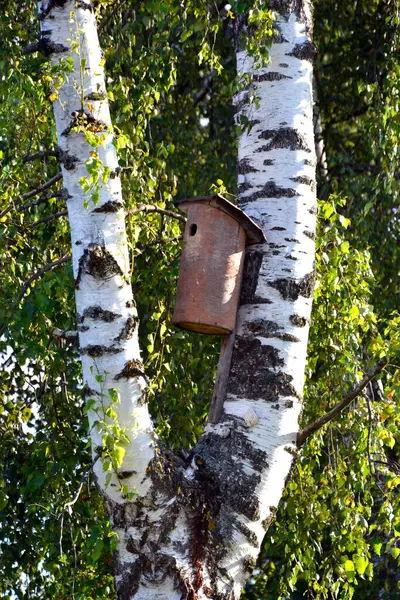 Kuşlar Için Bir Ağaç Kuş Evi Bir Huş Ağacının Gövdesine — Stok fotoğraf