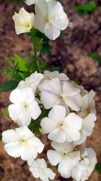 Цветы Белого Флокса Крупным Планом Розовый Флокс Красивые Цветы Саду — стоковое фото