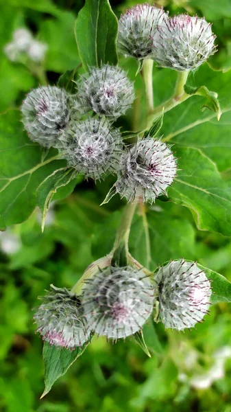 Grass Weed Thorn Sabelnik — Stock Photo, Image