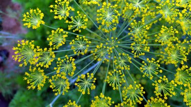 Olgunlaşmamış dereotunun şemsiyeleri. Bahçe yatağında baharatlı otlar.