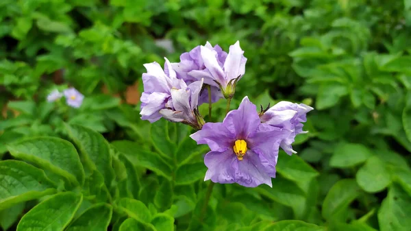 Patatesler çiçek açıyor. Yakın plan erken patateslerin enfeksiyonları.