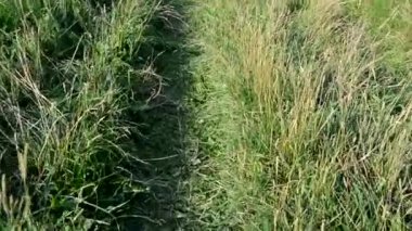 Bir adam nehir kıyısında bir patika boyunca yürür. Otlak bir yol.